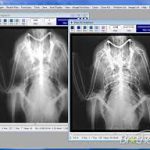 آموزش پردازش تصاویر پزشکی با پایتون