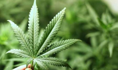 مطالعه داکینگ مولکولی ترکیبات lignanamid از گیاه cannabis sativa در مقابل p-گلیکوپروتئین